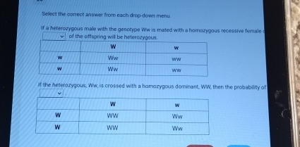 Select the correct answer from each drop-down menu. 
If a heterozygous male with the genotype Ww is mated with a homozygous recessive female 
If the heterozygous, Ww, is crossed with a homozygous dominant, WW, then the probability of