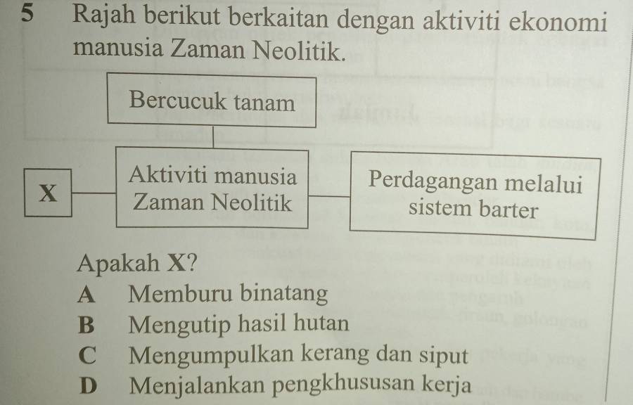 Rajah berikut berkaitan dengan aktiviti ekonomi
manusia Zaman Neolitik.
Bercucuk tanam
Aktiviti manusia Perdagangan melalui
X Zaman Neolitik sistem barter
Apakah X?
A Memburu binatang
B Mengutip hasil hutan
C Mengumpulkan kerang dan siput
D Menjalankan pengkhususan kerja