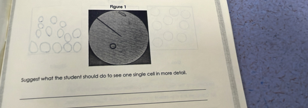 Suggest what the student should do to see one single cell in more detail. 
_ 
_