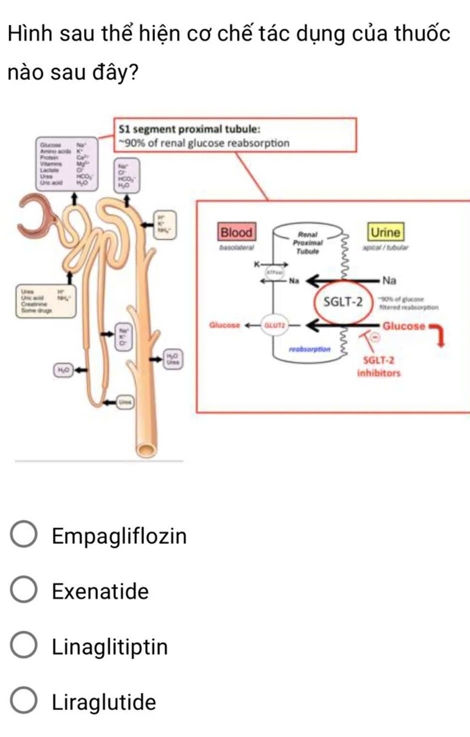 Hình sau thể hiện cơ chế tác dụng của thuốc
nào sau đây?
Empagliflozin
Exenatide
Linaglitiptin
Liraglutide