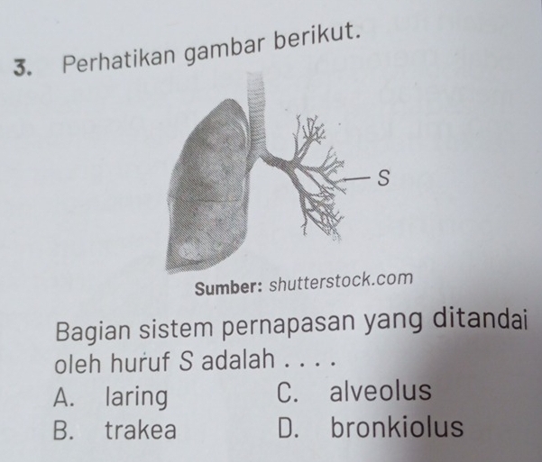 Perhatikan gambar berikut.
Sumber: shutterstoc
Bagian sistem pernapasan yang ditandai
oleh huruf S adalah . . . .
A. laring C. alveolus
B. trakea D. bronkiolus