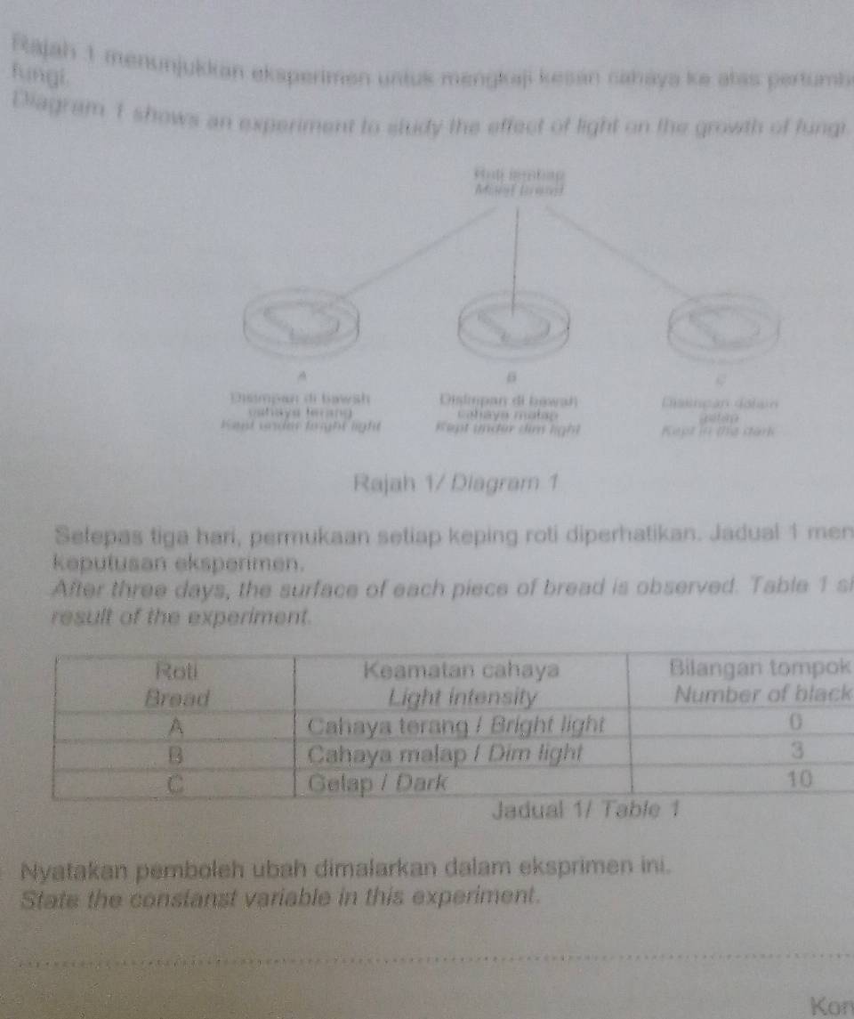 Rajah 1 menunjukkan eksperimen untuk mengkaji kesán caháya ke atas pertumb 
fungi. 
Diagram 1 shows an experiment to study the effect of light on the growth of fungi 
Pal rtap 
A 
6 
Diampan di bawsh Disimpan di bawał Dasican datam 
ahaya lerand Ca haya matap 
Kad under truht light K ept under dim lght Kept in the stark 
Rajah 1/ Diagram 1 
Selepas tiga hari, permukaan setiap keping roti diperhatikan. Jadual 1 men 
keputusan eksperimen. 
After three days, the surface of each piece of bread is observed. Table 1 si 
result of the experiment.
k
k
Nyatakan pemboleh ubah dimalarkan dalam eksprimen ini. 
State the constanst variable in this experiment. 
Kon