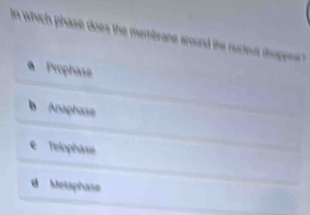 which phase does the membrane around the nucteu diaser .
a Prophase
b Anaphaze
e Telophase
d Metaphase