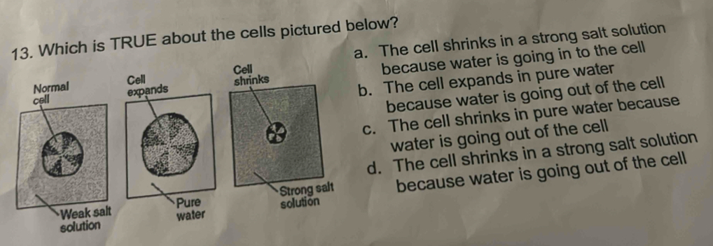 Solved: Which is TRUE about the cells pictured below? a. The cell ...