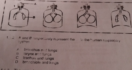 1 2 A and B respectively represent the in the human respiratory
system.
A bronchus and lungs
B larynx and lungs
C trachea and lungs
D bronchiole and lungs