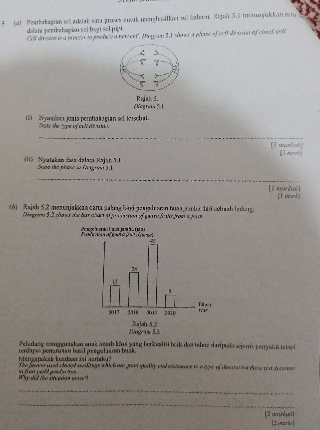 5 (@) Pembabagian sel adalah satu proses untuk menghasilkan sel baharu. Rajah 5.1 menunjukkan satu 
dalam pembahagian sel bagi sel pipi. 
Cell division is a process to produce a new cell. Diagram 5.V shows a phase of cell division of cheek cell. 
Rajah 5.1 
Diagram 5.1 
(i) Nyatakan jenis pembahagian sel tersebut. 
State the type of cell division. 
_ 
[1 markah] 
[1 mark] 
(ii) Nyatakan fasa dalam Rajah 5.1. 
State the phase in Diagram 5.1. 
_ 
[1 markah] 
[1 mark] 
(6) Rajah 5.2 menunjukkan carta palang bagi pengeluaran buah jambu dari sebuah ladang. 
Diagram 5.2 shows the bar chart of production of guava fruits from a farm. 
Pengeluaran buah jambu (tan) 
Production of guava fruits (tonne)
45
24
15
8 
Tahum 
2017 2018 2019 2020 Yar 
Rajah 5.2 
Diagram 5.2 
Peładang menggunakan anak benih klọn yang berkualiti baik dan tahan daripada sejenis penyakit tetapi 
terdapat penurunan hasil pengeluaran buah. 
Mengapakah keadaan ini berlaku? 
The farmer used cloned seedlings which are good quality and resistance to a type of disease but there is a decrease 
in fruit yield production. 
Why did the situation occur? 
_ 
_ 
[2 markah 
[2 marks]