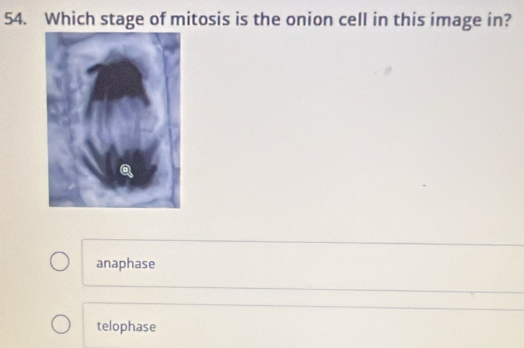 Which stage of mitosis is the onion cell in this image in?
anaphase
telophase