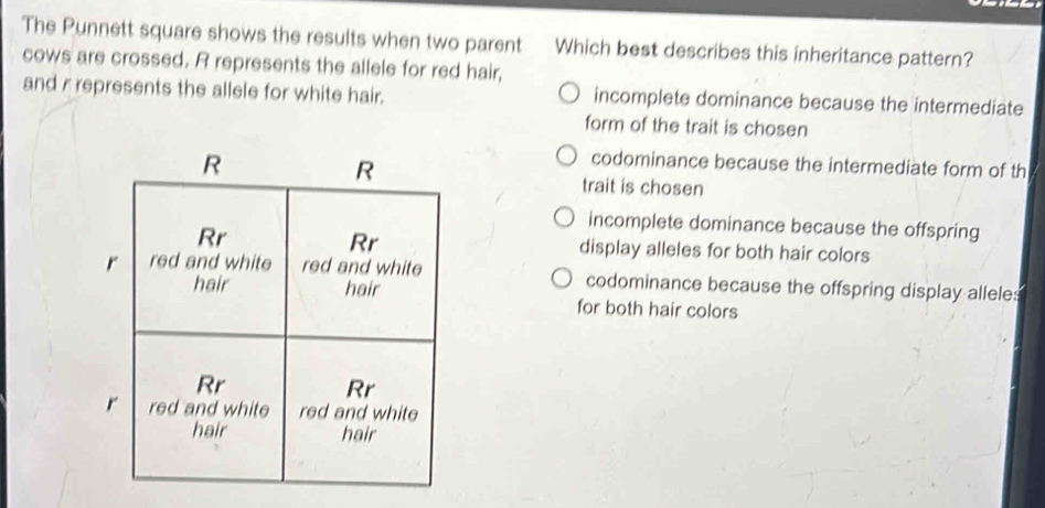 The Punnett square shows the results when two parent Which best describes this inheritance pattern?
cows are crossed. R represents the allele for red hair,
and r represents the allele for white hair. incomplete dominance because the intermediate
form of the trait is chosen
codominance because the intermediate form of th
trait is chosen
incomplete dominance because the offspring
display alleles for both hair colors
codominance because the offspring display alleles
for both hair colors