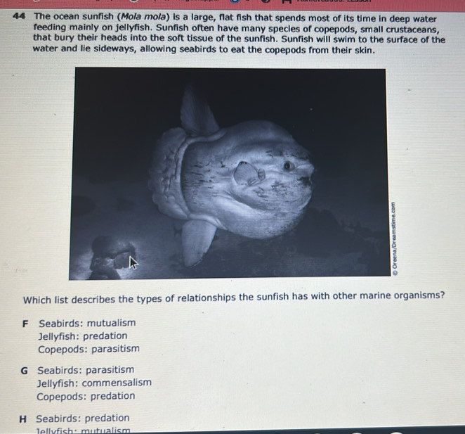 The ocean sunfish (Mola mola) is a large, flat fish that spends most of its time in deep water
feeding mainly on jellyfish. Sunfish often have many species of copepods, small crustaceans,
that bury their heads into the soft tissue of the sunfish. Sunfish will swim to the surface of the
water and lie sideways, allowing seabirds to eat the copepods from their skin.
2
Which list describes the types of relationships the sunfish has with other marine organisms?
F Seabirds: mutualism
Jellyfish: predation
Copepods: parasitism
G Seabirds: parasitism
Jellyfish: commensalism
Copepods: predation
H Seabirds: predation
1ellvfish: mutualism