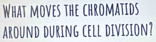 What moves the chromatids 
arOund During cell division?