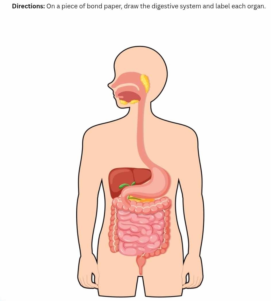 Directions: On a piece of bond paper, draw the digestive system and label each organ.