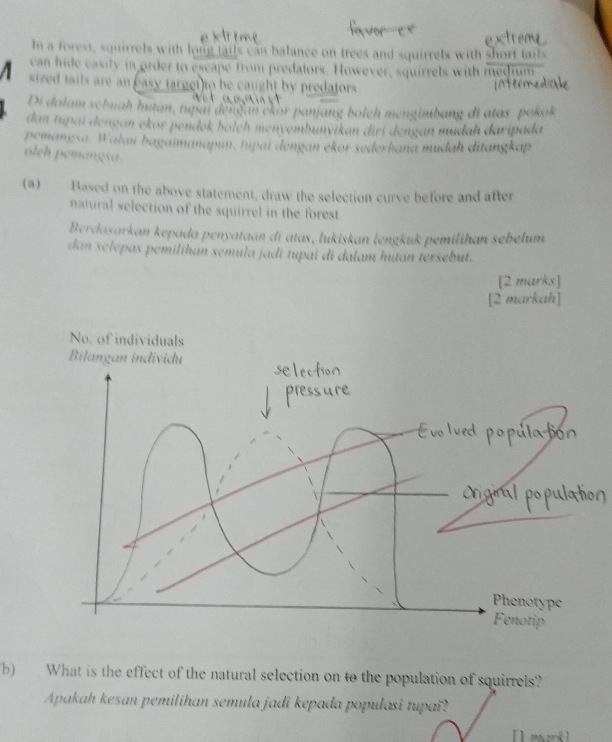 In a forest, squirrels with long tails can balance on trees and squirrels with short tails 
can hide easily in order to escape from predators. However, squirrels with medium 
sized tails are an easy target to be caught by predators. 
Di dalam schuāh hutan, tupai dengan ekor panjang bolch mengimbang di atas pe hoh 
dan tupai dengan ekor pendek bolch menyembunyikan diri dengan mudah daripade 
pemangsa. Walau bagaimanapun, tupai dengan ekor sederhana mudah ditangkap 
oleh pemangsa. 
(a) Based on the above statement, draw the selection curve before and after 
natural selection of the squirrel in the forest. 
Berdasarkan kepada penyataan di atas, lukiskan lengkuk pemilihan sebełum 
dan selepas pemilihan semula jadi tupai di dalam hutan tersebut. 
[2 marks] 
[2 markah] 
No. of individuals 
Bilangan individu 
b) What is the effect of the natural selection on to the population of squirrels? 
Apakah kesan pemilihan semula jadi kepada populasi tupai? 
[1 mark ]