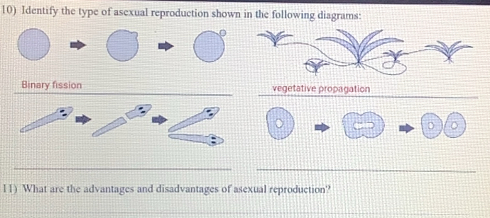 Identify the type of asexual reproduction shown in the following diagrams:
_
Binary fission vegetative propagation
_
_
l1) What are the advantages and disadvantages of asexual reproduction?
_
_
_