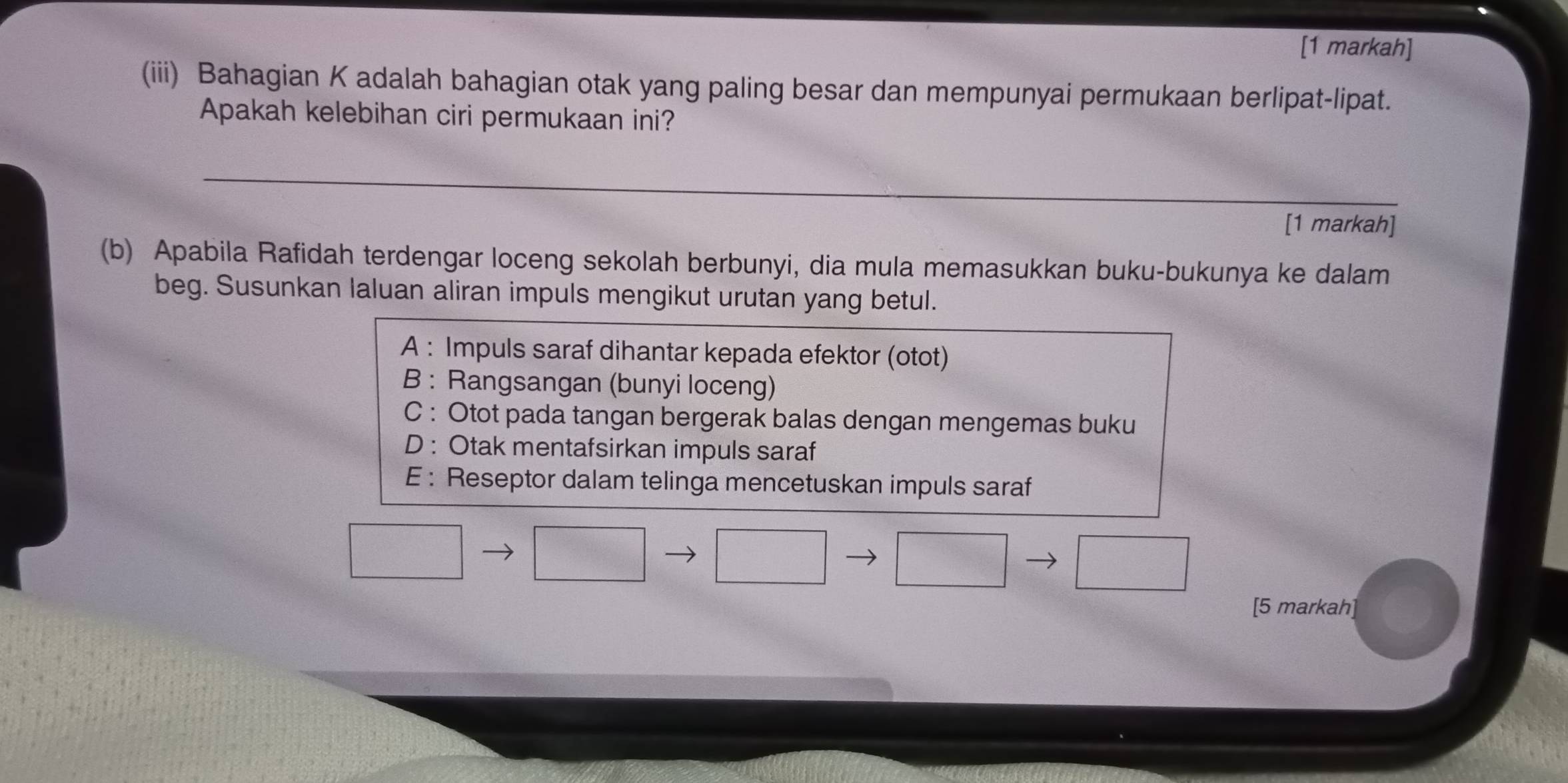 [1 markah]
(iii) Bahagian K adalah bahagian otak yang paling besar dan mempunyai permukaan berlipat-lipat.
Apakah kelebihan ciri permukaan ini?
_
_
[1 markah]
(b) Apabila Rafidah terdengar loceng sekolah berbunyi, dia mula memasukkan buku-bukunya ke dalam
beg. Susunkan laluan aliran impuls mengikut urutan yang betul.
A : Impuls saraf dihantar kepada efektor (otot)
B : Rangsangan (bunyi loceng)
C : Otot pada tangan bergerak balas dengan mengemas buku
D : Otak mentafsirkan impuls saraf
E : Reseptor dalam telinga mencetuskan impuls saraf
[5 markah]