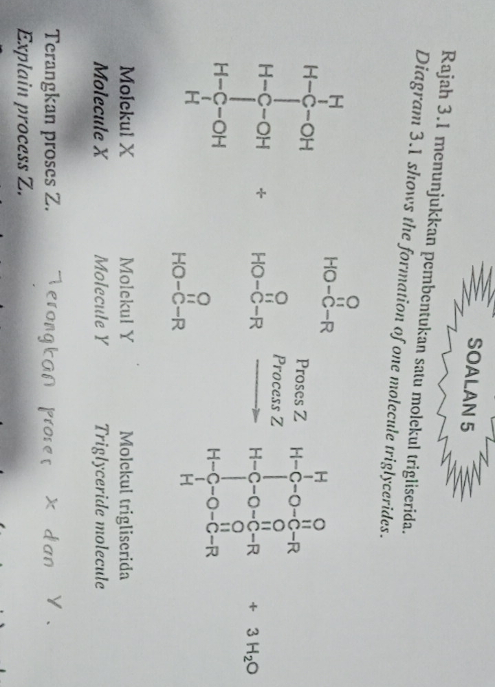 SOALAN 5 
Rajah 3.1 menunjukkan pembentukan satu molekul trigliserida. 
Diagram 3.1 shows the formation of one molecule triglycerides. 
u □ 
HO-C-R
1+frac sumlimits _i=121412= 24/14  + HO-C-R  Promez/Promen2 n=frac  1/6 8*  1/3 -C_6^0n+frac /_ 1/6 -.. 11 □ 
beginarrayr o -10-c-Rendarray
Molckul X Molekul Y Molckul trigliserida 
Molecule X Molecule Y Triglyceride molecule 
Terangkan proses Z. 
Explain process Z.