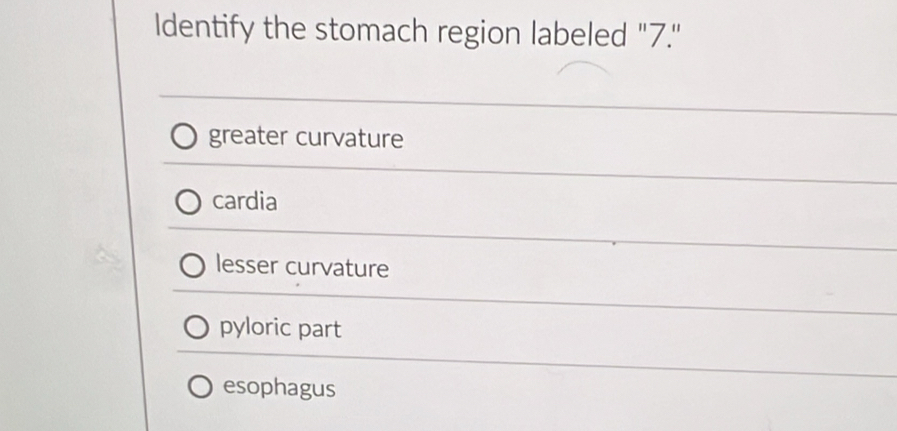 Identify the stomach region labeled "7."
greater curvature
cardia
lesser curvature
pyloric part
esophagus