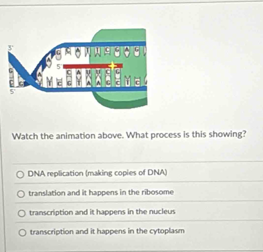 Watch the animation above. What process is this showing?
DNA replication (making copies of DNA)
translation and it happens in the ribosome
transcription and it happens in the nucleus
transcription and it happens in the cytoplasm