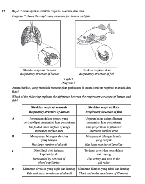 Rajah 7 menunjukkan struktur respirasi manusia dan ikan. 
Diagram 7 shows the respiratory structure for human and fish. 
Struktur respirasi manusia Struktur respirasi ikan 
Respiratory structure of human Respiratory structure of fish 
Rajah 7 
Diagram 7 
Antara berikut, yang manakah menerangkan perbezaan di antara struktur respirasi manusia dan 
ikan? 
Which of the following explains the difference between the respiratory structure of human and 
f