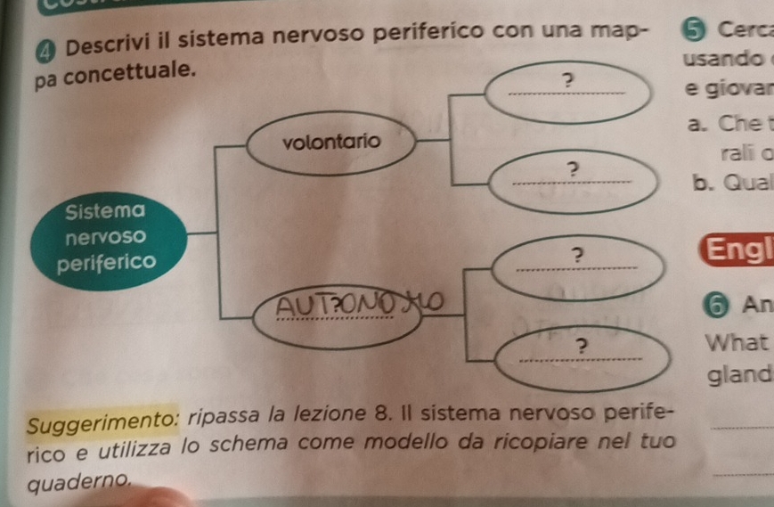 Descrivi il sistema nervoso periferico con una map- § Cerca 
do 
ovar 
he t 
ali o 
Qual 
ngl 
An 
hat 
and 
Suggerimento: ripassa la lezione 8. Il sistema nervoso perife-_ 
_ 
rico e utilizza lo schema come modello da ricopiare nel tuo 
quaderno.