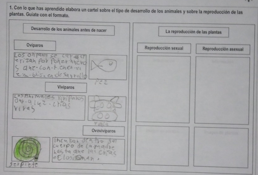 Con lo que has aprendido elabora un cartel sobre el tipo de desarrollo de los animales y sobre la reproducción de las
plantas. Guiate con el formato.
Desarrollo de los animales antes de nacer La reproducción de las plantas
Oviparos Reproducción sexual Reproducción asexual
Viviparos
Ovovivíparos