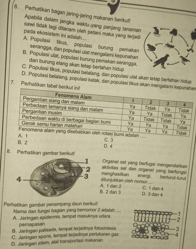 Perhatikan bagan jaring-jaring makanan berikut!
Apabila dalam jangka waktu yang panjang tanaman
sawi tidak lagi ditanam oleh petani maka yang terjadi
pada ekosistem ini adalah....
A. Populasi tikus, populasi burung pemakan
serangga, dan populasi ulat mengalami kepunahan
B. Populasi ulat, populasi burung pemakan serangga,
dan burung elang akan tetap bertahan hidup
C. Populasi tikus, populasi belalang, dan populasi ulat akan tetap bertahan hidup
D. Populasi belalang, populasi katak, dan populasi tikus akan mengalan
7. Perhatikan tabel be
C. 3
B. 2 D. 4
8. Perhatikan gambar berikut!
Organel sel yang berfugsi mengendalikan
aktivitas sel dan organel yang berfungsi
menghasilkan energi, berturut-turut
ditunjukkan oleh nomor....
A. 1 dan 2 C. 1 dan 4
B. 2 dan 3 D. 3 dan 4
Perhatikan gambar penampang daun berikut!
Nama dan fungsi bagian yang bernomor 2 adalah ....
1
A. Jaringan epidermis, tempat masuknya udara
2
pernapasan
B. Jaringan palisade, tempat terjadinya fotosintesis
3
C. Jaringan spons, tempat terjadinya pertukaran gas 4
D. Jaringan xilem, alat transportasi makanan