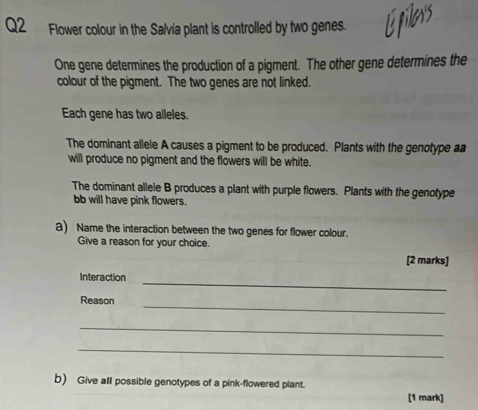 Flower colour in the Salvia plant is controlled by two genes. 
One gene determines the production of a pigment. The other gene determines the 
colour of the pigment. The two genes are not linked. 
Each gene has two alleles. 
The dominant allele A causes a pigment to be produced. Plants with the genotype aa 
will produce no pigment and the flowers will be white. 
The dominant allele B produces a plant with purple flowers. Plants with the genotype 
bb will have pink flowers. 
a) Name the interaction between the two genes for flower colour. 
Give a reason for your choice. 
[2 marks] 
_ 
Interaction 
_ 
Reason 
_ 
_ 
b) Give alI possible genotypes of a pink-flowered plant. 
[1 mark]