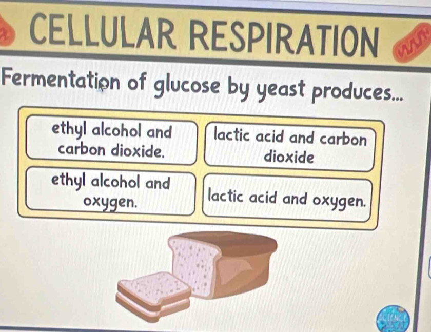 CELLULAR RESPIRATION wn
Fermentation of glucose by yeast produces...
ethyl alcohol and lactic acid and carbon
carbon dioxide. dioxide
ethyl alcohol and lactic acid and oxygen.
oxygen.