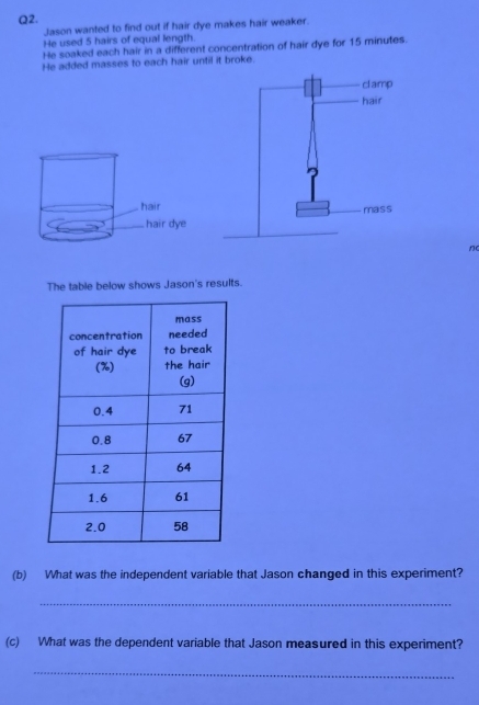 Jason wanted to find out if hair dye makes hair weaker. 
He used 5 hairs of equal length. 
He soaked each hair in a different concentration of hair dye for 15 minutes. 
He added masses to each hair until it broke. 
hair 
hair dye 
n 
The table below shows Jason's results. 
(b) What was the independent variable that Jason changed in this experiment? 
_ 
(c) What was the dependent variable that Jason measured in this experiment? 
_