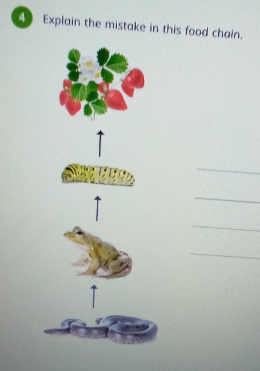 Explain the mistake in this food chain. 
_ 
_ 
_ 
_