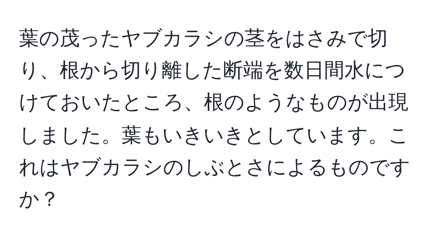 葉の茂ったヤブカラシの茎をはさみで切り、根から切り離した断端を数日間水につけておいたところ、根のようなものが出現しました。葉もいきいきとしています。これはヤブカラシのしぶとさによるものですか？