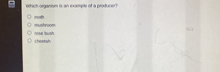 Which organism is an example of a producer?
moth
mushroom
rose bush
cheetah