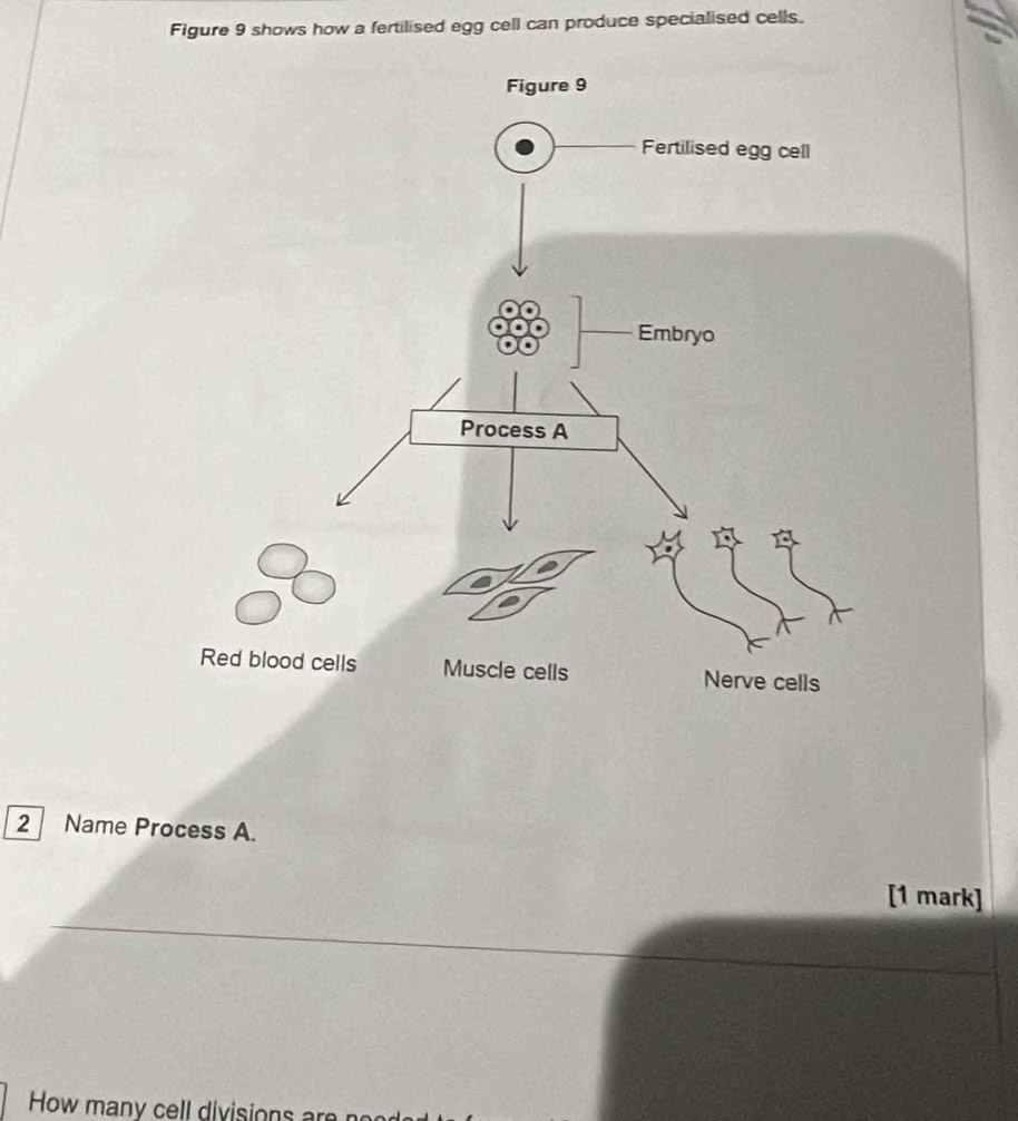 Figure 9 shows how a fertilised egg cell can produce specialised cells. 
2 Name Process A. 
_ 
[1 mark] 
How many cell divisions are