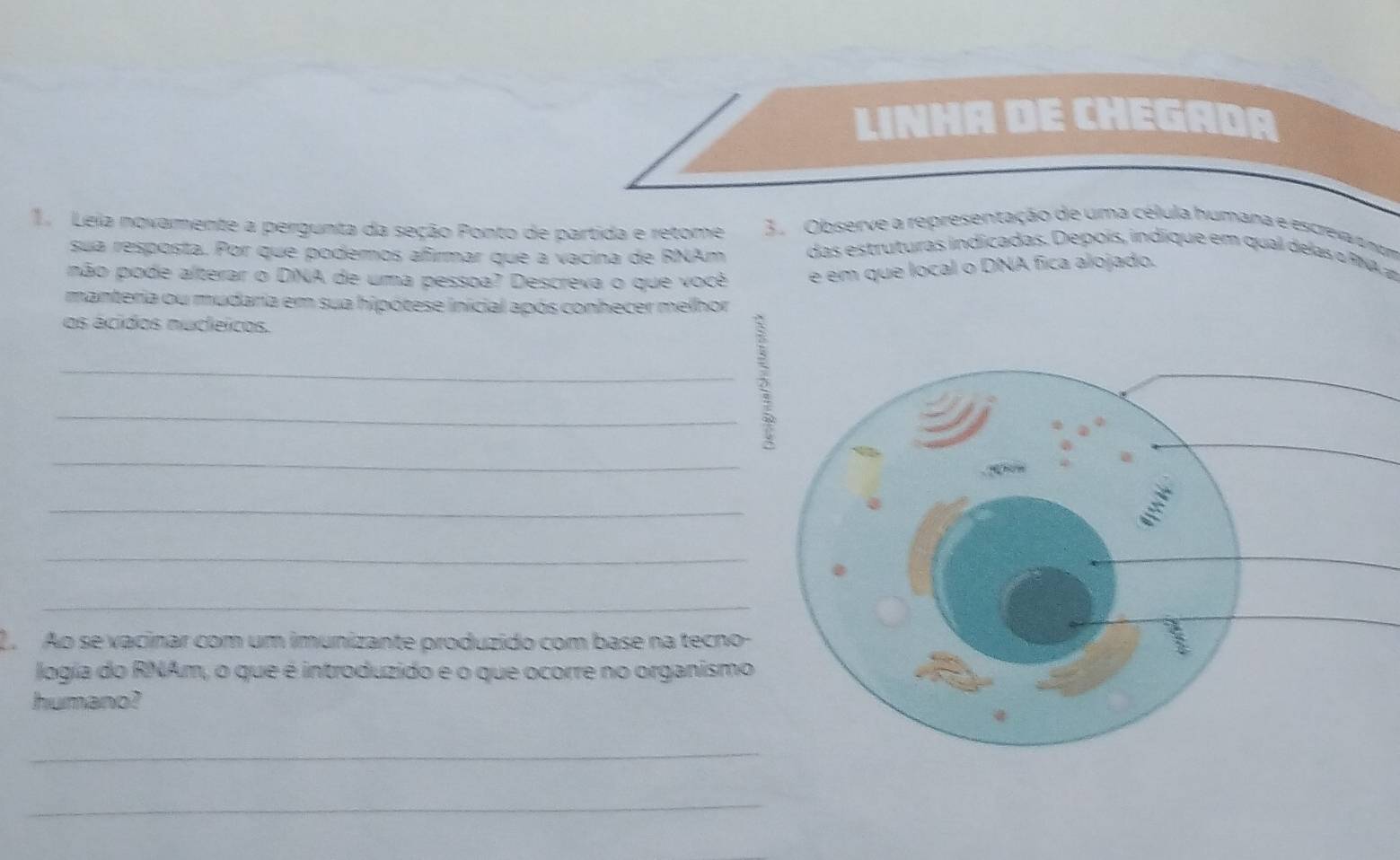 LINHA DE CHEGADA 
1. Leia novamente a pergunta da seção Ponto de partida e retome 3. Observe a representação de uma célula humana e escreva o nom 
sua resposta. Por que podemos afirmar que a vacina de RNAm das e tru turas indicadas. Depois, in dique em qual e a a P 
pão pode alterar o DNA de uma pessoa? Descreva o que você e em que local o DNA fica alojado. 
manteria ou mudaria em sua hipótese inicial após conhecer melhor 
os ácidos nucleicos. 
_ 
_ 
_ 
_ 
_ 
_ 
L Ao se vacinar com um imunizante produzido com base na tecno- 
logía do RNAm, o que é introduzido e o que ocorre no organismo 
humano? 
_ 
_