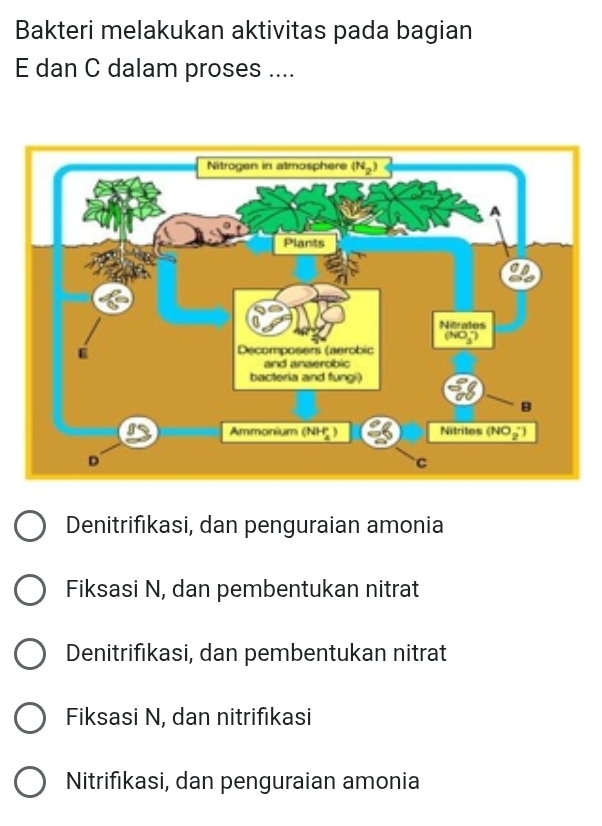 Bakteri melakukan aktivitas pada bagian
E dan C dalam proses ....
Denitrifıkasi, dan penguraian amonia
Fiksasi N, dan pembentukan nitrat
Denitrifıkasi, dan pembentukan nitrat
Fiksasi N, dan nitrifıkasi
Nitrifikasi, dan penguraian amonia