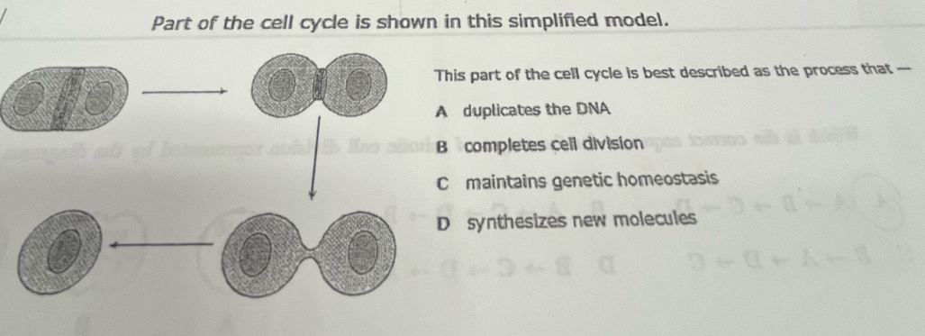 Solved: Part of the cell cycle is shown in this simplified model. This ...