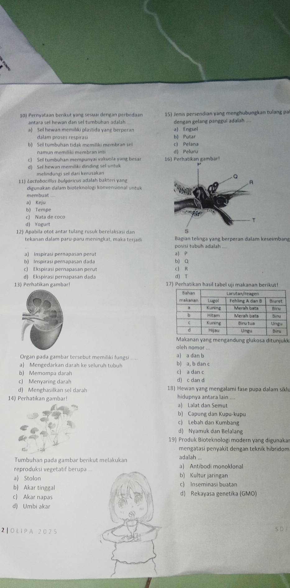 10 Pernyataan berikut yang sesuai dengan perbedaan 15) Jenis persendian yang menghubungkan tulang pa
antara sel hewan dan sel tumbuhan adalah dengan gelang panggul adalah ....
a) Sel hewan memiliki plastida yang berperan a) Engsel
dalam proses respirasi b) Putar
b) Sel tumbuhan tidak memiliki membran sel c) Pelana
namun memiliki membran inti d) Peluru
c) Sel tumbuhan mempunyai vakuola yang besar 16) Perhatikan gambar!
d) Sel hewan memiliki dinding sel untuk
melindungi sel dari kerusakan
11) Løctobacillus bulgaricus adalah bakteri yang
digunakan dalam bioteknologi konvensional untuk
membuat ....
a) Keju
b) Tempe
c) Nata de coco
d) Yogurt
12) Apabila otot antar tulang rusuk berelaksasi dan 
tekanan dalam paru-paru meningkat, maka terjadi Bagian telinga yang berperan dalam keseimbang
posisi tubuh adalah ....
a) Inspirasi pernapasan perut a) P
b) Inspirasi pernapasan dada b)Q
c) Ekspirasi pernapasan perut c) R
d) Ekspirasi pernapasan dada d) T
13) Perhatikan gambar! 17) Perhatikan hasil tabel uji makanan berikut!
Makanan yang mengandung glukosa ditunjukk
oleh nomor ...
Organ pada gambar tersebut memiliki fungsi a) a dan b
a) Mengedarkan darah ke seluruh tubuh
b) a, b dan c
b) Memompa darah c) a dan c
c) Menyaring darah d) c dan d
d) Menghasilkan sel darah 18) Hewan yang mengalami fase pupa dalam siklu
14) Perhatikan gambar! hidupnya antara lain ....
a) Lalat dan Semut
b) Capung dan Kupu-kupu
c) Lebah dan Kumbang
d) Nyamuk dan Belalang
19) Produk Bioteknologi modern yang digunakar
mengatasi penyakit dengan teknik hibridom 
Tumbuhan pada gambar berikut melakukan
adalah ...
reproduksi vegetatif berupa .
a) Antibodi monoklonal
a) Stolon
b) Kultur jaringan
b) Akar tinggal
c) Inseminasi buatan
c) Akar napas
d) Rekayasa genetika (GMO)
d) Umbi akar
2| O L I P A 20 2 5
S D /