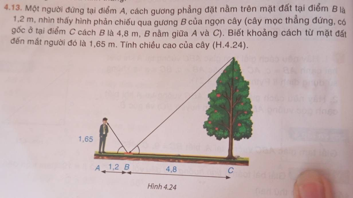 Một người đứng tại điểm A, cách gương phẳng đặt nằm trên mặt đất tại điểm B là
1,2 m, nhìn thấy hình phản chiếu qua gương B của ngọn cây (cây mọc thẳng đứng, có 
gốc ở tại điểm C cách B là 4,8 m, B nằm giữa A và C). Biết khoảng cách từ mặt đất 
đến mắt người đó là 1,65 m. Tính chiều cao của cây (H.4.24).