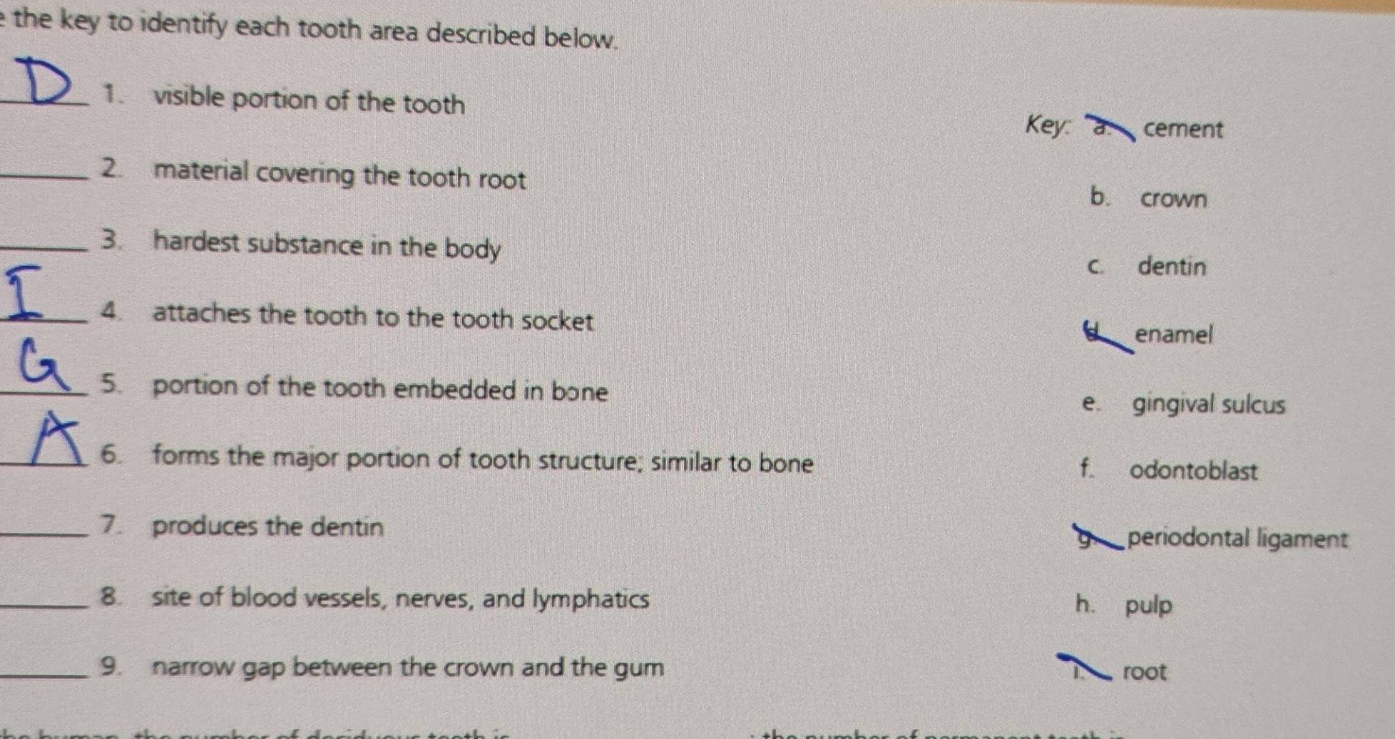 Solved: the key to identify each tooth area described below. _1 ...