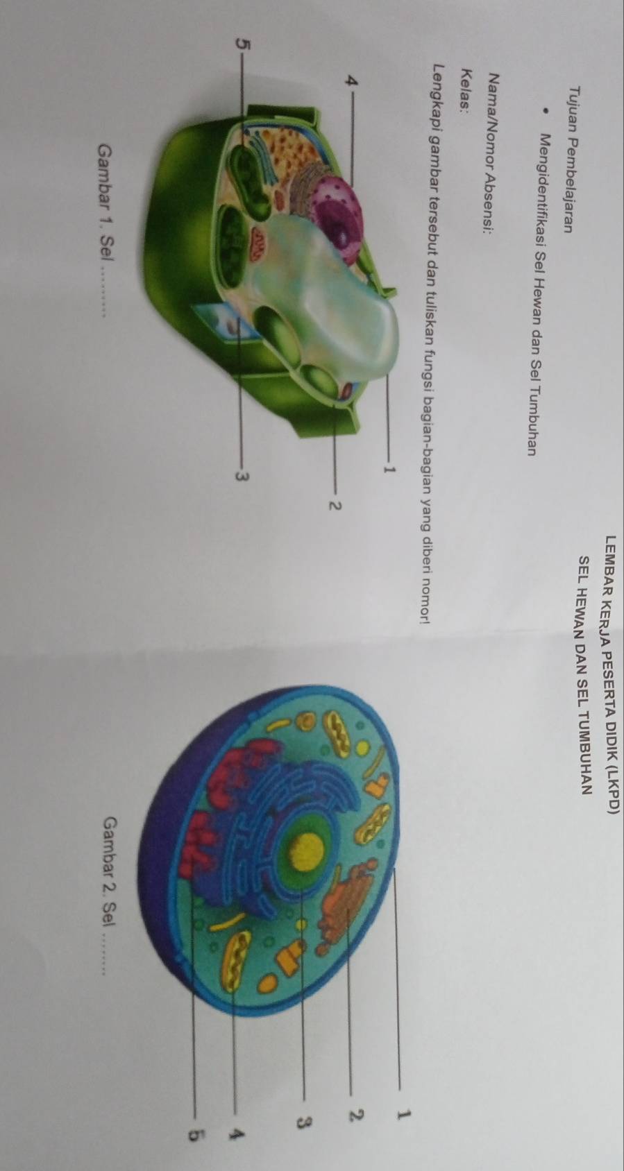 LEMBAR KERJA PESERTA DIDIK (LKPD) 
SEL HEWAN DAN SEL TUMBUHAN 
Tujuan Pembelajaran 
Mengidentifikasi Sel Hewan dan Sel Tumbuhan 
Nama/Nomor Absensi: 
Kelas: 
Lengkapi gambar tersebut dan tuliskan fungsi bagian-bagian yang diberi nomor! 
Gambar 1. Sel _
