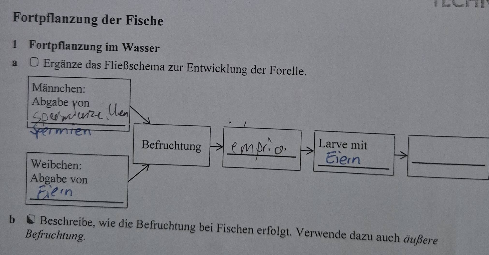 Fortpflanzung der Fische 
1 Fortpflanzung im Wasser 
a O Ergänze das Fließschema zur Entwicklung der Forelle. 
Männchen: 
Abgabe yon 
_ 
in 
_ 
Befruchtung 
Larve mit 
Weibchen: 
_ 
_ 
Abgabe von 
_ 
b £ Beschreibe, wie die Befruchtung bei Fischen erfolgt. Verwende dazu auch äußere 
Befruchtung.