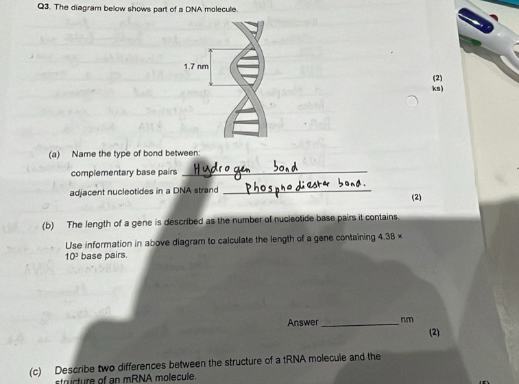 The diagram below shows part of a DNA molecule. 
(2) 
ks) 
(a) Name the type of bond between: 
complementary base pairs_ 
adjacent nucleotides in a DNA strand _(2) 
(b) The length of a gene is described as the number of nucleotide base pairs it contains. 
Use information in above diagram to calculate the length of a gene containing 4.38 ×
10^3 base pairs. 
Answer_ nm 
(2) 
(c) Describe two differences between the structure of a tRNA molecule and the 
structure of an mRNA molecule.