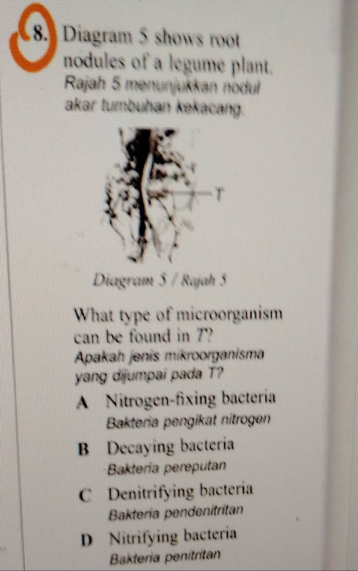 Diagram 5 shows root
nodules of a legume plant.
Rajah 5 menunjukkan nodul
akar tumbuhan kekacang.
Diagram 5 / Rajah 5
What type of microorganism
can be found in 7?
Apakah jenis mikroorganisma
yang dijumpai pada T?
A Nitrogen-fixing bacteria
Bakteria pengikat nitrogen
B Decaying bacteria
Bakteria pereputan
C Denitrifying bacteria
Baktería pendenitritan
D Nitrifying bacteria
Bakteria penitritan