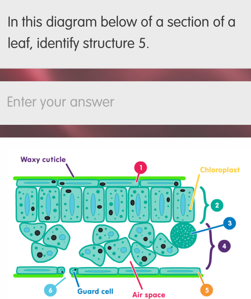 Solved: In this diagram below of a section of a leaf, identify ...