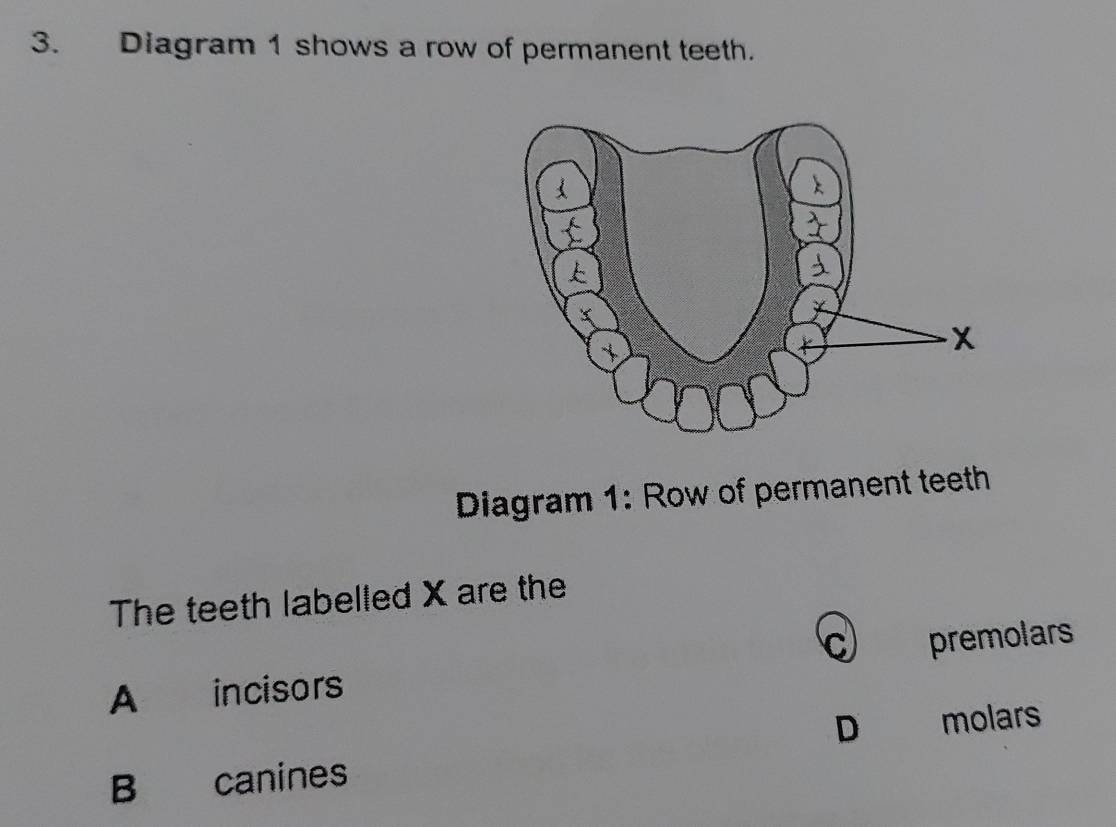 Diagram 1 shows a row of permanent teeth.
Diagram 1: Row of permanent teeth
The teeth labelled X are the
C premolars
A incisors
D molars
B canines