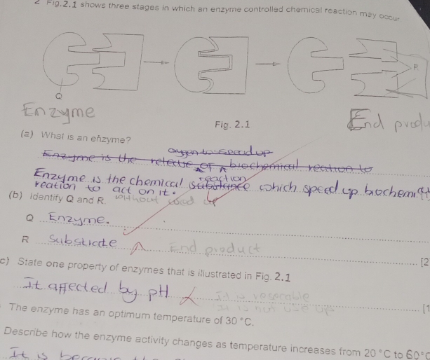 Fig.2.1 shows three stages in which an enzyme controlled chemical reaction may occur
R
Q
Fig. 2.1 
(a) What is an eñzyme? 
_ 
the chemi c 
atio 
_ 
_ 
(b) identify Q and R.
Q
R
_ 
_ 
[2 
_ 
c) State one property of enzymes that is illustrated in Fig. 2.1 
1 
The enzyme has an optimum temperature of 30°C. 
Describe how the enzyme activity changes as temperature increases from 20°C to 60°C