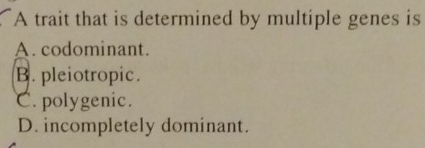 A trait that is determined by multiple genes is
A. codominant.
B. pleiotropic.
C. polygenic.
D. incompletely dominant.