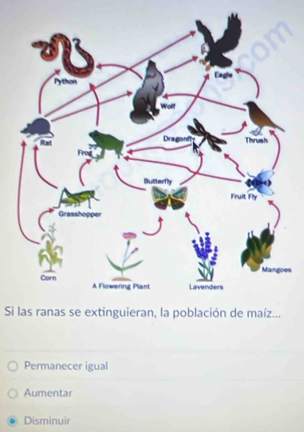 Si las ranas se extinguieran, la población de maíz...
Permanecer igual
Aumentar
Disminuir