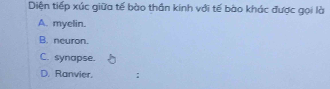 Diện tiếp xúc giữa tế bào thần kinh với tế bào khác được gọi là
A. myelin.
B. neuron.
C. synapse.
D. Ranvier. :