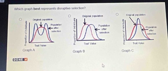 Which graph best represents disruptive selection? 
Original population Original population Original population 
Population Population 
after anor δ Population 
5 selection afo r 
selection selection 
Trait Valuo Trait Value Trait Valuo 
Graph A Graph B Graph C 
DONE