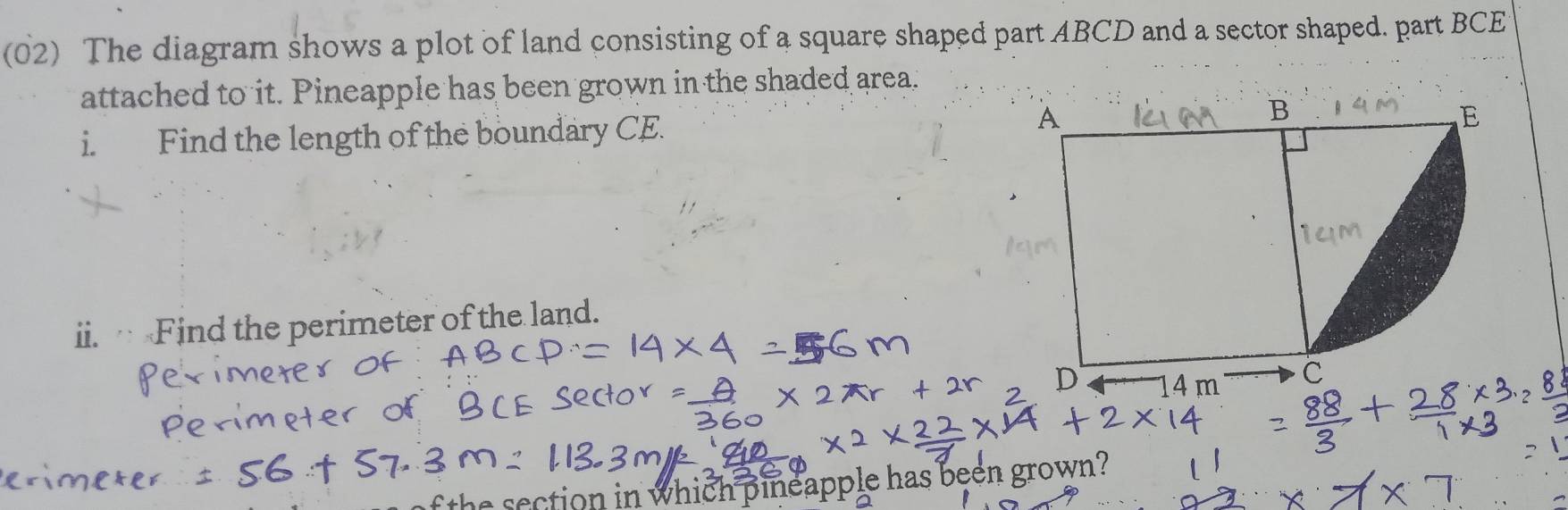 (02) The diagram shows a plot of land consisting of a square shaped part ABCD and a sector shaped. part BCE 
attached to it. Pineapple has been grown in the shaded area. 
i. Find the length of the boundary CE. 
ii. · Find the perimeter of the land. 
f the section in which pineapple has been grown?